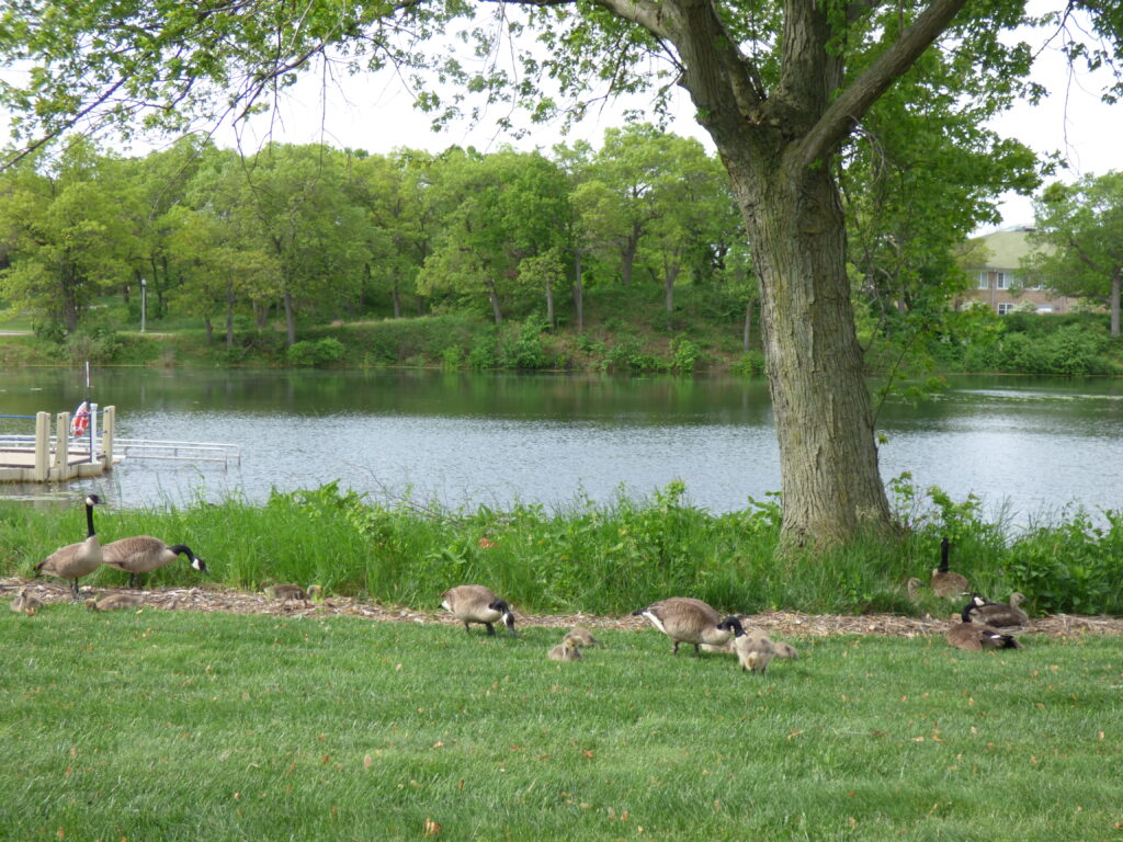 the base fo a willow tree used as source of inspiration for the garden